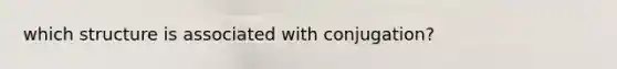 which structure is associated with conjugation?