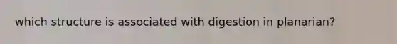 which structure is associated with digestion in planarian?