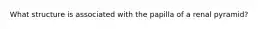 What structure is associated with the papilla of a renal pyramid?