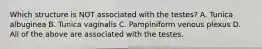 Which structure is NOT associated with the testes? A. Tunica albuginea B. Tunica vaginalis C. Pampiniform venous plexus D. All of the above are associated with the testes.