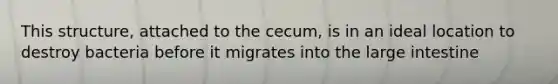 This structure, attached to the cecum, is in an ideal location to destroy bacteria before it migrates into the large intestine