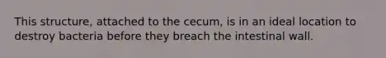 This structure, attached to the cecum, is in an ideal location to destroy bacteria before they breach the intestinal wall.