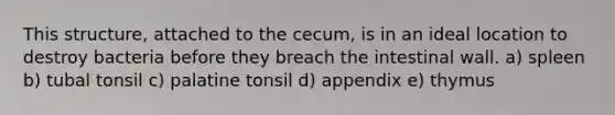 This structure, attached to the cecum, is in an ideal location to destroy bacteria before they breach the intestinal wall. a) spleen b) tubal tonsil c) palatine tonsil d) appendix e) thymus