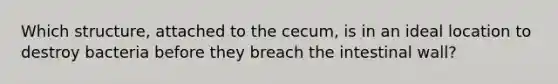 Which structure, attached to the cecum, is in an ideal location to destroy bacteria before they breach the intestinal wall?