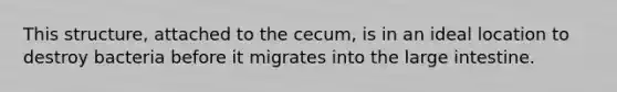 This structure, attached to the cecum, is in an ideal location to destroy bacteria before it migrates into the large intestine.