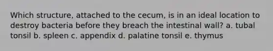 Which structure, attached to the cecum, is in an ideal location to destroy bacteria before they breach the intestinal wall? a. tubal tonsil b. spleen c. appendix d. palatine tonsil e. thymus