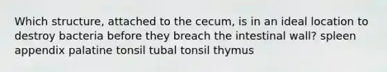 Which structure, attached to the cecum, is in an ideal location to destroy bacteria before they breach the intestinal wall? spleen appendix palatine tonsil tubal tonsil thymus