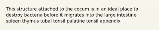 This structure attached to the cecum is in an ideal place to destroy bacteria before it migrates into the large intestine. spleen thymus tubal tonsil palatine tonsil appendix