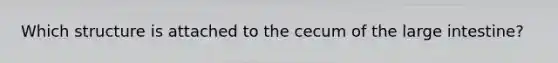 Which structure is attached to the cecum of the <a href='https://www.questionai.com/knowledge/kGQjby07OK-large-intestine' class='anchor-knowledge'>large intestine</a>?