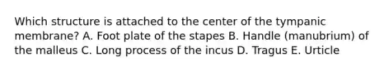 Which structure is attached to the center of the tympanic membrane? A. Foot plate of the stapes B. Handle (manubrium) of the malleus C. Long process of the incus D. Tragus E. Urticle