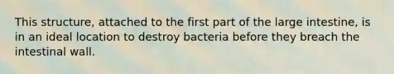 This structure, attached to the first part of the large intestine, is in an ideal location to destroy bacteria before they breach the intestinal wall.