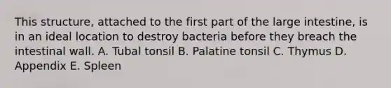 This structure, attached to the first part of the <a href='https://www.questionai.com/knowledge/kGQjby07OK-large-intestine' class='anchor-knowledge'>large intestine</a>, is in an ideal location to destroy bacteria before they breach the intestinal wall. A. Tubal tonsil B. Palatine tonsil C. Thymus D. Appendix E. Spleen