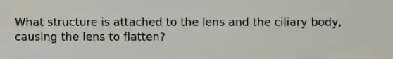 What structure is attached to the lens and the ciliary body, causing the lens to flatten?