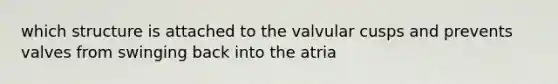 which structure is attached to the valvular cusps and prevents valves from swinging back into the atria