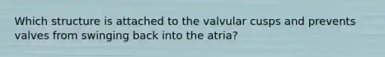 Which structure is attached to the valvular cusps and prevents valves from swinging back into the atria?