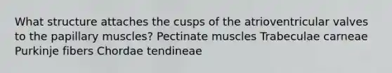 What structure attaches the cusps of the atrioventricular valves to the papillary muscles? Pectinate muscles Trabeculae carneae Purkinje fibers Chordae tendineae