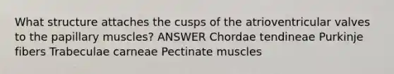 What structure attaches the cusps of the atrioventricular valves to the papillary muscles? ANSWER Chordae tendineae Purkinje fibers Trabeculae carneae Pectinate muscles