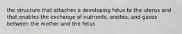 the structure that attaches a developing fetus to the uterus and that enables the exchange of nutrients, wastes, and gases between the mother and the fetus