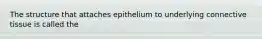 The structure that attaches epithelium to underlying connective tissue is called the