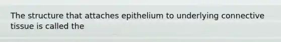 The structure that attaches epithelium to underlying connective tissue is called the