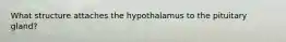 What structure attaches the hypothalamus to the pituitary gland?