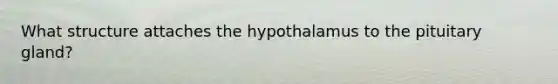 What structure attaches the hypothalamus to the pituitary gland?