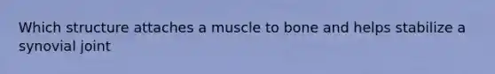 Which structure attaches a muscle to bone and helps stabilize a synovial joint