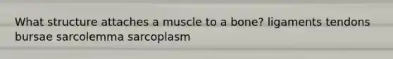 What structure attaches a muscle to a bone? ligaments tendons bursae sarcolemma sarcoplasm