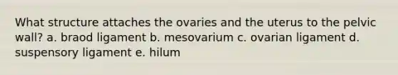 What structure attaches the ovaries and the uterus to the pelvic wall? a. braod ligament b. mesovarium c. ovarian ligament d. suspensory ligament e. hilum