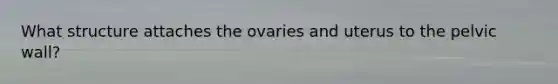 What structure attaches the ovaries and uterus to the pelvic wall?