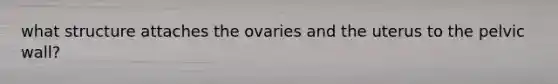 what structure attaches the ovaries and the uterus to the pelvic wall?