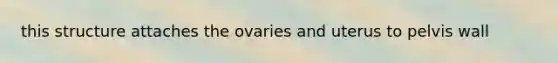 this structure attaches the ovaries and uterus to pelvis wall