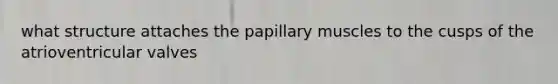 what structure attaches the papillary muscles to the cusps of the atrioventricular valves