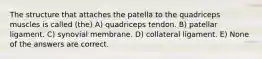 The structure that attaches the patella to the quadriceps muscles is called (the) A) quadriceps tendon. B) patellar ligament. C) synovial membrane. D) collateral ligament. E) None of the answers are correct.