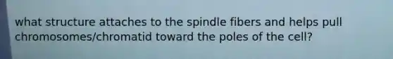 what structure attaches to the spindle fibers and helps pull chromosomes/chromatid toward the poles of the cell?