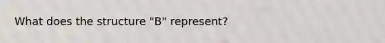 What does the structure "B" represent?