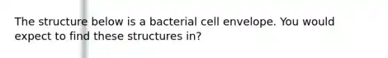 The structure below is a bacterial cell envelope. You would expect to find these structures in?