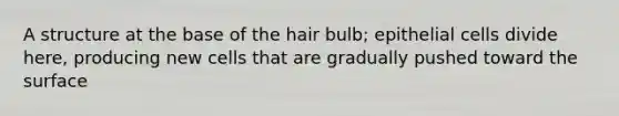 A structure at the base of the hair bulb; epithelial cells divide here, producing new cells that are gradually pushed toward the surface