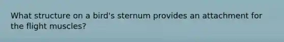 What structure on a bird's sternum provides an attachment for the flight muscles?