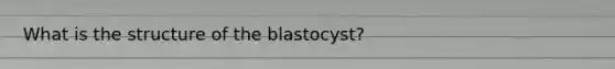 What is the structure of the blastocyst?