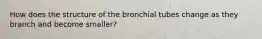 How does the structure of the bronchial tubes change as they branch and become smaller?