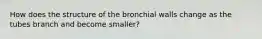 How does the structure of the bronchial walls change as the tubes branch and become smaller?