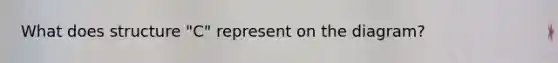 What does structure "C" represent on the diagram?
