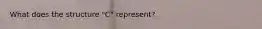 What does the structure "C" represent?