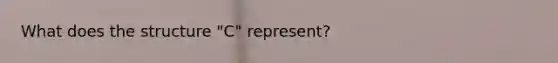 What does the structure "C" represent?