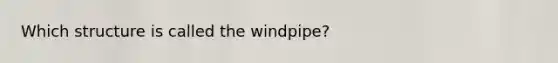 Which structure is called the windpipe?