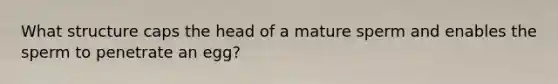 What structure caps the head of a mature sperm and enables the sperm to penetrate an egg?