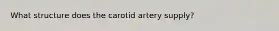 What structure does the carotid artery supply?