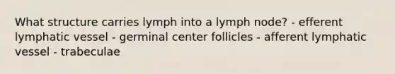 What structure carries lymph into a lymph node? - efferent lymphatic vessel - germinal center follicles - afferent lymphatic vessel - trabeculae