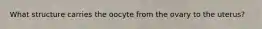 What structure carries the oocyte from the ovary to the uterus?